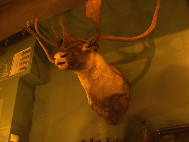 A stag mounted on a wall. Photo: Michael Connors