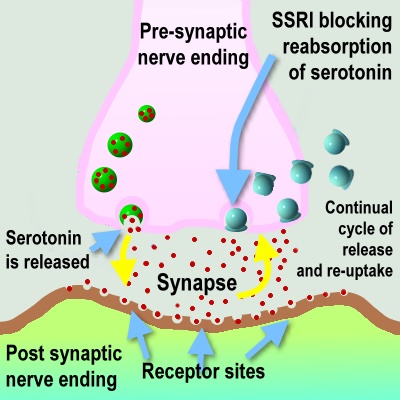 diagram showing a synapse, the gap between nerve endings in the brain