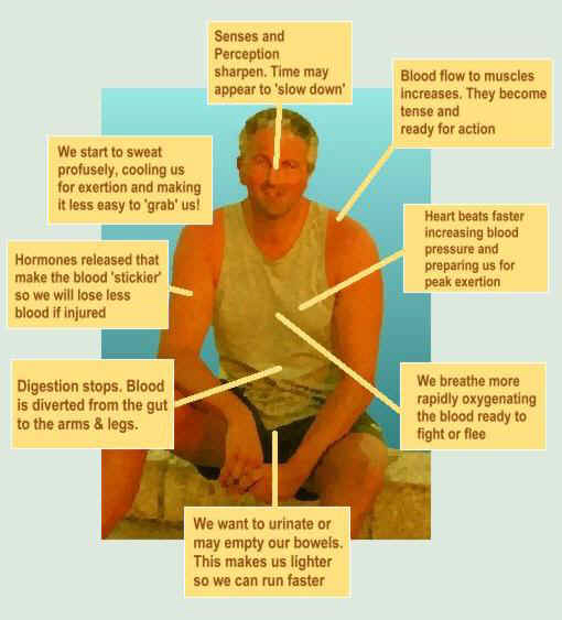 Diagram showing the effects of Adrenalin