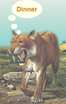 Sabre toothed tiger, hungrily thinking about dinner